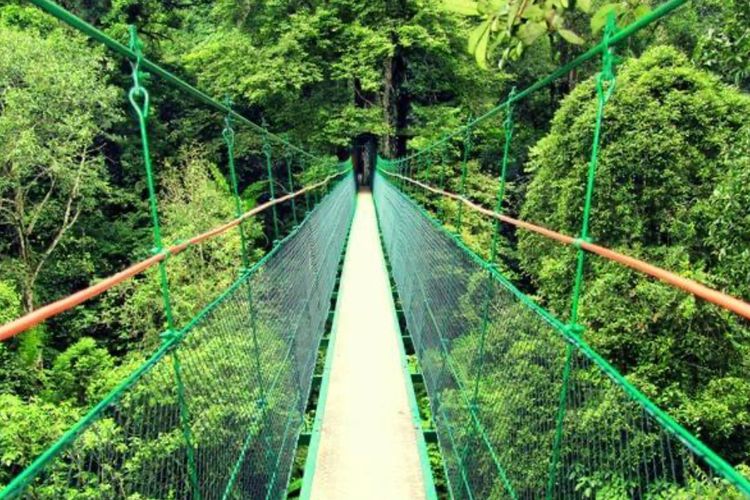 Pesona Canopy Trail Ciwalen, Menjelajah Keindahan Hutan dari Ketinggian