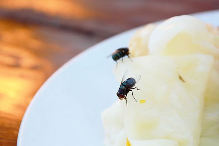 Tak Perlu Panik! 5 Cara Jitu Mengusir Serangga Membandel dari Rumah Anda