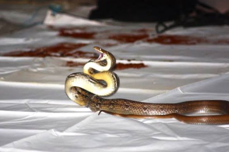 Jangan Panik! Ini 6 Cara Efektif Mengusir Ular dari Rumah Anda