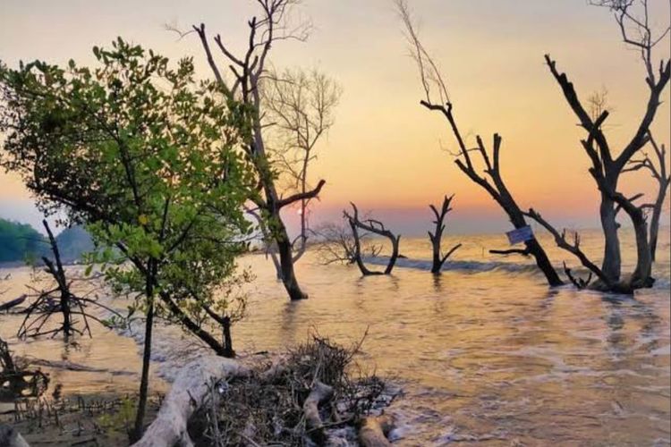 Pantai Cirewang Subang, Surga Tersembunyi di Balik Hutan Mangrove