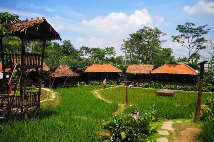 Sawah Segar Sentul, Tempat Melarikan Diri di Pedesaan di Bogor