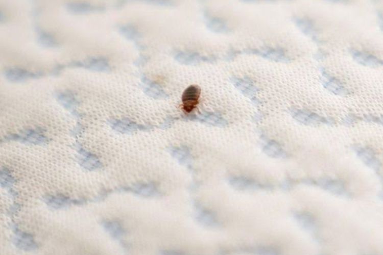 Basmi Tuntas! 6 Cara Mengusir Kutu Kasur dari Hunian Anda dengan Efektif