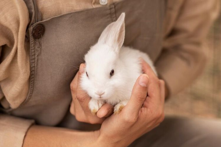 Bukan Sekadar Lucu! Ini 6 Cara Merawat Kelinci dengan Benar