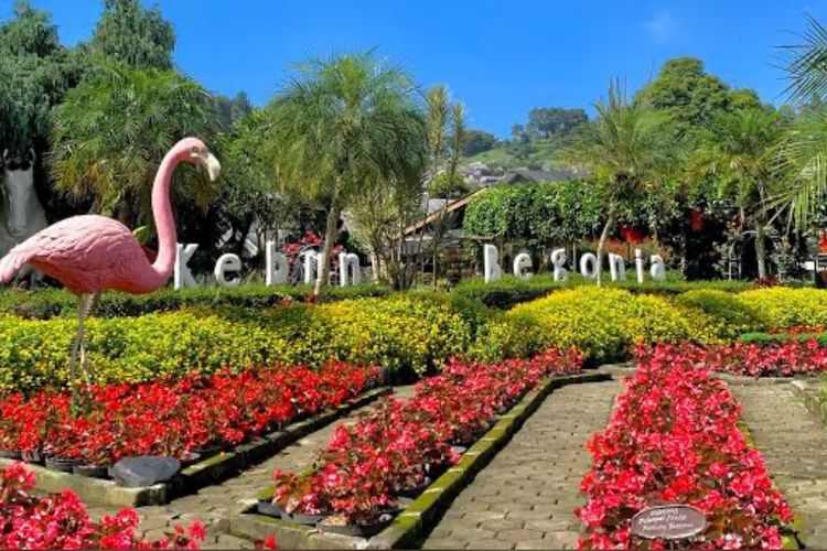 Kebun Begonia Lembang: Pesona Warna-warni Bunga dan Destinasi Edukasi