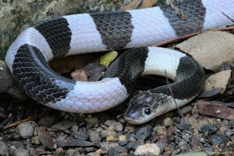 Viral Ular Weling Renggut Nyawa Rafa, Bocah 12 Tahun Asal Pekalongan