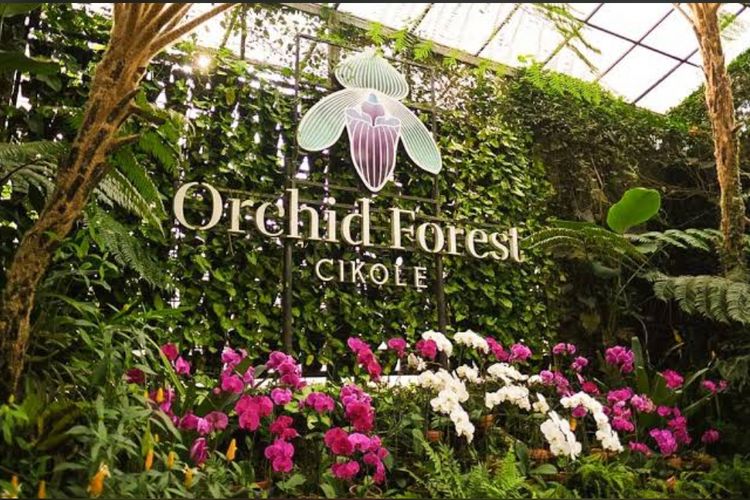 Orchid Forest Cikole: Destinasi Wisata Alam Memukau di Lembang Bandung