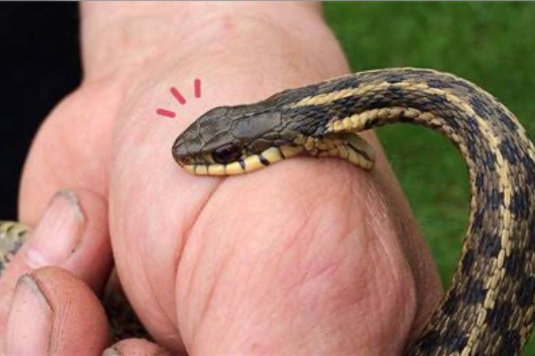 Jangan Anggap Remeh! Ini Bahaya Ular Weling Menurut Ahli