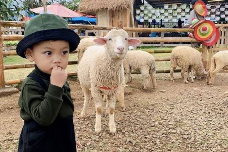 Tepi Kota Healing: Surga Tersembunyi di Bandung dengan 4 Aktivitas Wajib Coba