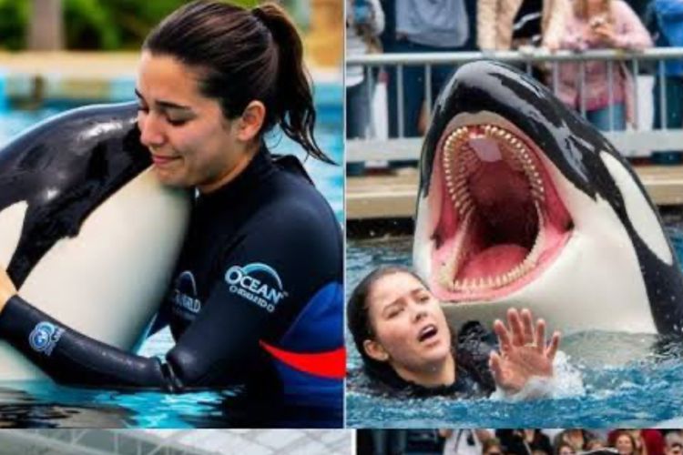 Viral Jessica Radcliffe Pelatih Orca Dimakan Paus, Cek Faktanya di Sini