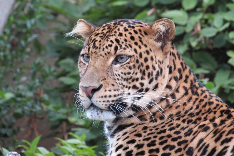 Macan Tutul Jawa: Keindahan Satwa Endemik yang Terancam Punah di Tanah Air