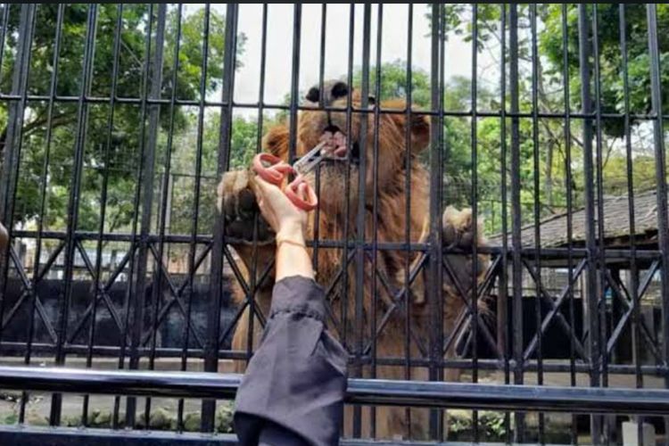 Menjelajahi Pesona Taman Satwa Cikembulan, Wisata Edukasi yang Ramah untuk Keluarga