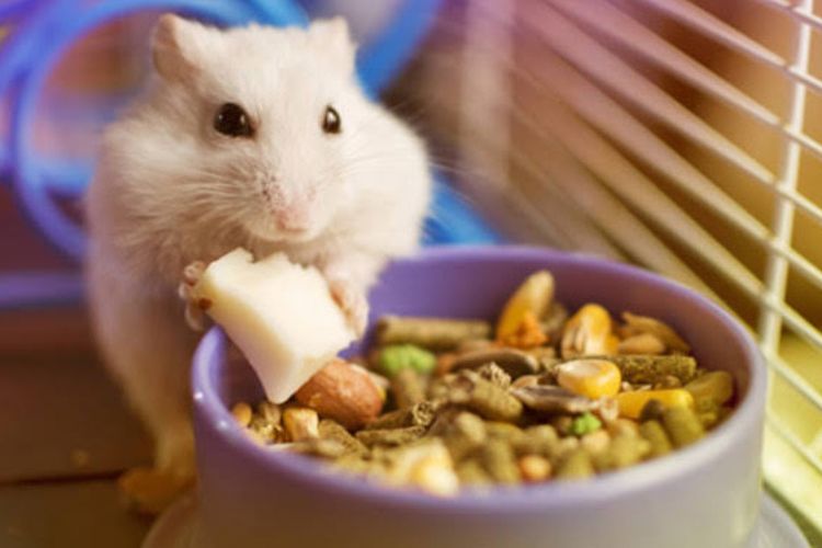 Makanan Sehat untuk Hamster: Apa Saja yang Boleh dan Tidak Boleh Diberikan?