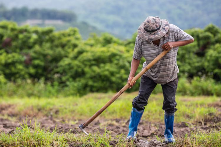 Mengungkap Fakta Unik Hari Tani Nasional yang Diperingati 24 September