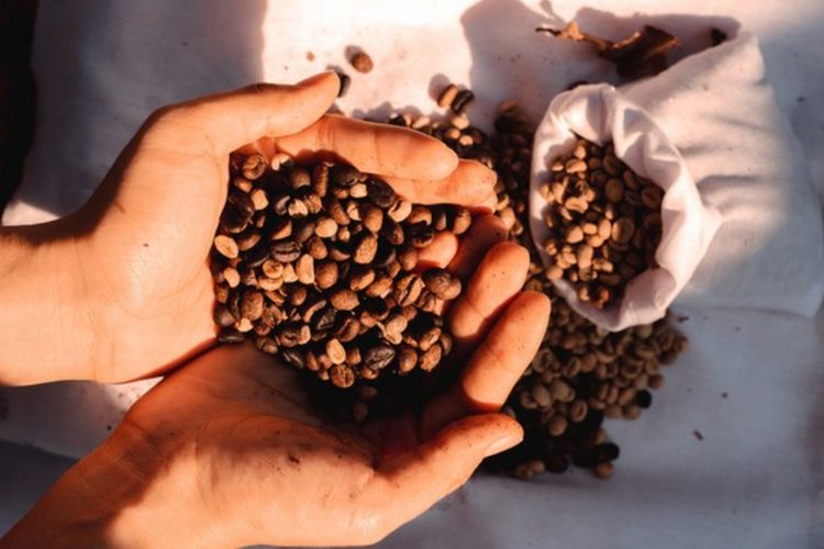 Mengenal Sejarah dan Makna Hari Kopi Internasional yang Dirayakan Setiap 1 Oktober