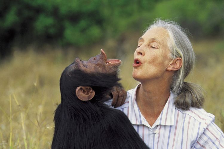 Mengenang Jane Goodall: Pejuang Pelestarian Primata yang Wafat di Usia 91 Tahun