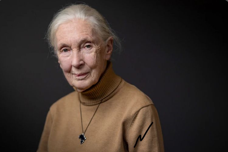 Pesan Terakhir Jane Goodall: Warisan Penuh Makna untuk Bumi dan Manusia