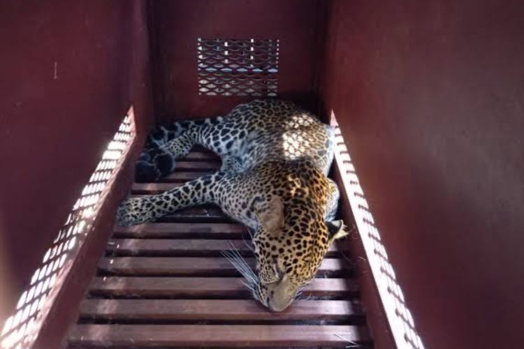 Viral Macan Tutul Masuk Hotel Anugrah di Bandung, Ini Kronologi Lengkapnya