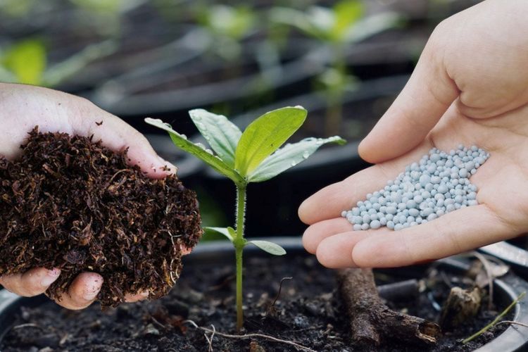 Perbandingan Pupuk Organik vs Pupuk Kimia: Mana yang Lebih Baik?