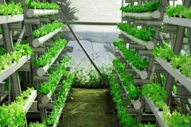 5 Tips Berkebun di Lahan Sempit: Tetap Hijau Meski Ruangan Terbatas!