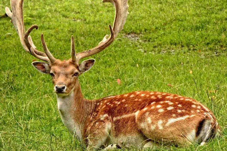 Taman Rusa Kemang Pratama: Spot Alam Favorit di Tengah Padatnya Kota Bekasi