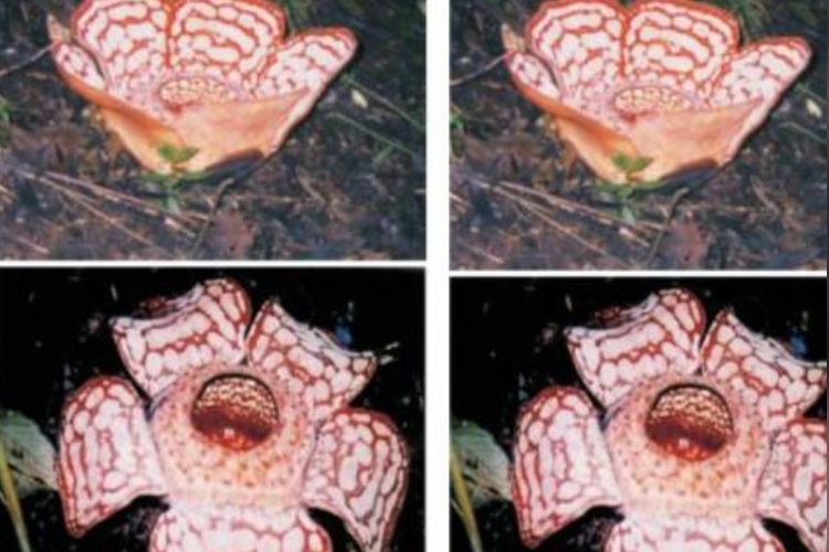 Pakar Ungkap Cara Efektif Melindungi Rafflesia hasseltii dari Kepunahan