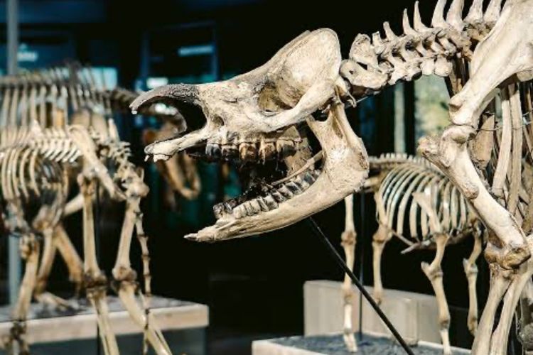 Cuma 15 Ribu, Wisata Edukasi Museum Zoologi Worth It Dikunjungi Bareng si Kecil