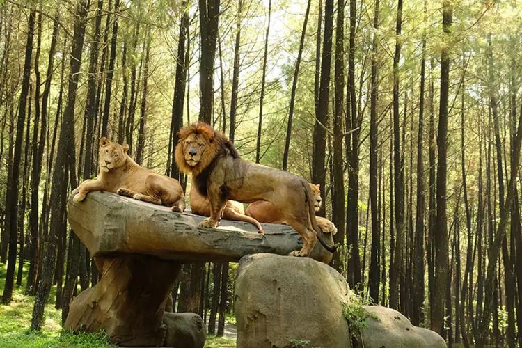 Berapa Harga Tiket Taman Safari di Akhir Tahun, Berikut Rincian Lengkapnya!