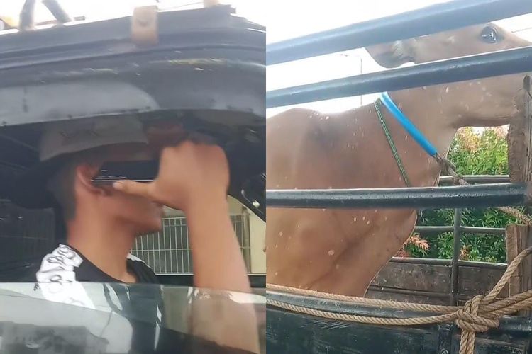 Sapi Dipasangi GPS, Aksi Pencurian di Kalimantan Selatan Berakhir Gagal