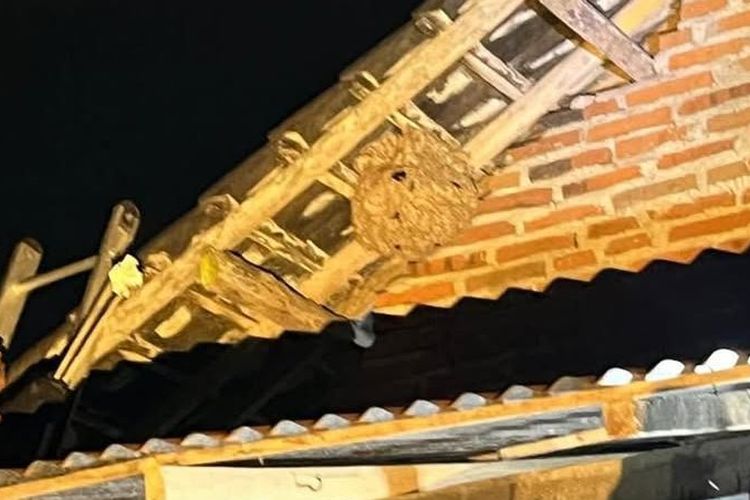 Sukses Evakuasi Sarang Tawon Berbahaya di Blitar, Damkar Gerak Cepat Malam Hari