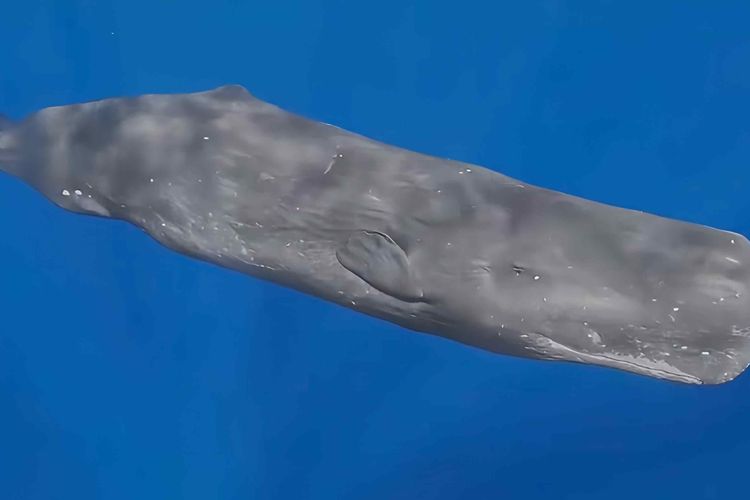 Kemunculan Paus Sperma di Perairan Maratua Terekam Kamera