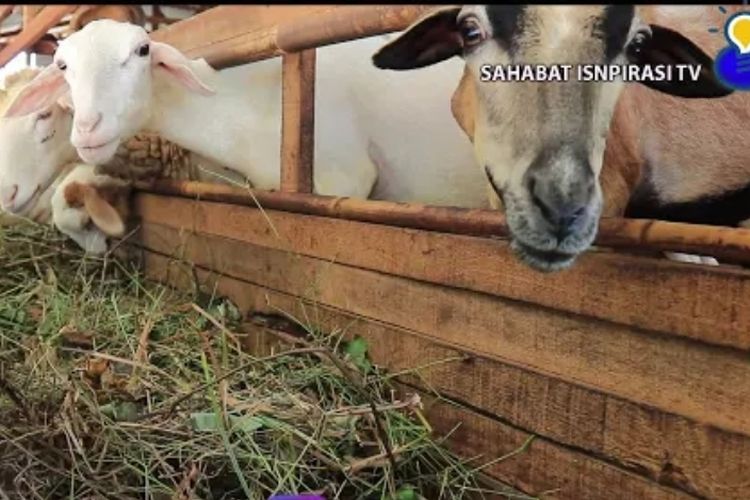 Trik Sukses Ternak Domba Bagi Pemula Tanpa Resiko, Untung Besar Dengan Pola Sederhana