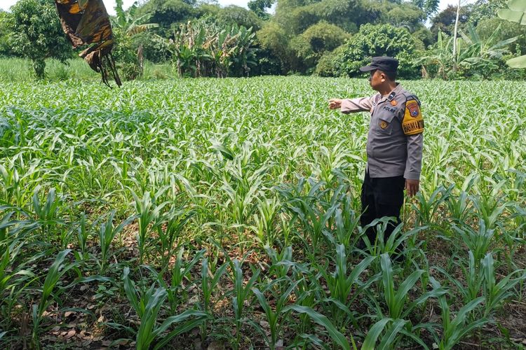 Polsek Lumajang Kota Tinjau Lahan Jagung Warga Dukung Program Ketahanan Pangan di Jatim