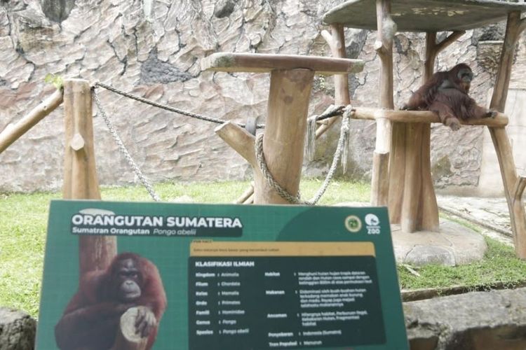 Revitalisasi Bandung Zoo Dikebut, Farhan Targetkan Kembali Dibuka Kurang dari Setahun