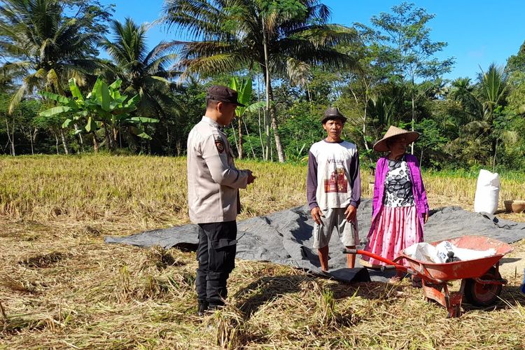 Polisi Pantau Tanaman Padi Petani di Pasrujambe Lumajang, Dukung Program Ketahanan Pangan