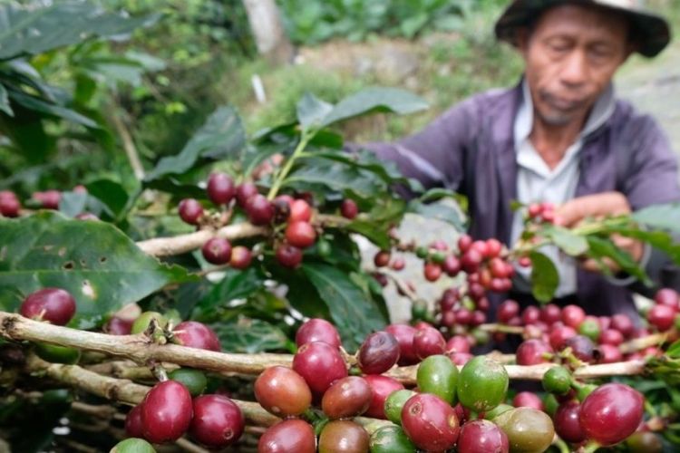 Prospek Pasar Menjanjikan, Kopi Arabika Temanggung Siap Jadi Sumber Pendapatan Baru Petani