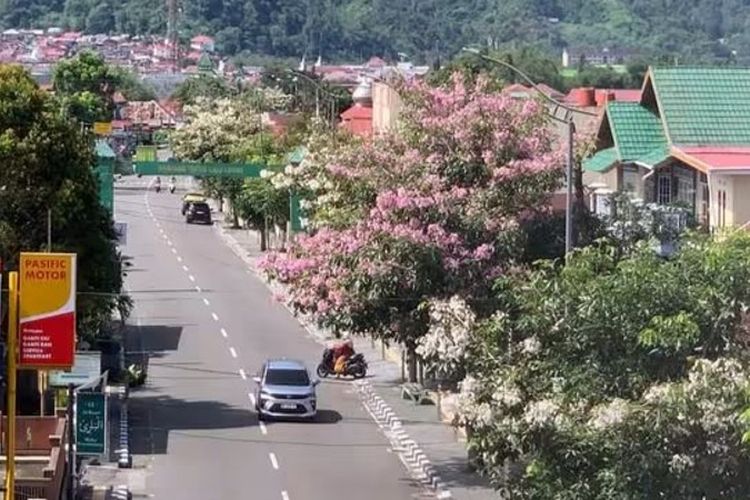 Bak di Jepang dan Korea Selatan, Tabebuya Mekar Bikin Jalanan Padang Panjang Memesona