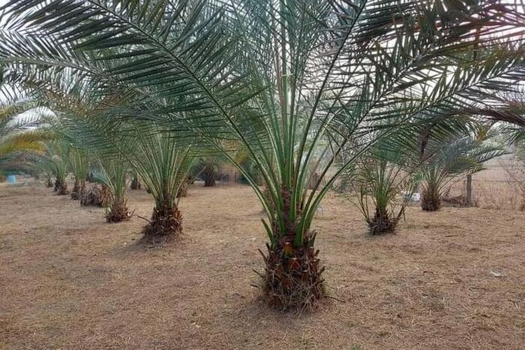 Pohon Kurma Ternyata Tumbuhan Yang Ditakuti Jin, Tak Salah Memakan Buahnya Menjadi Salah Satu Sunnah Rasulullah SAW