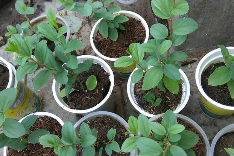 Konon Katanya Daun Bidara Merupakan Salah Satu Tanaman yang Ada di Surga, Benarkah? Cek Faktanya!