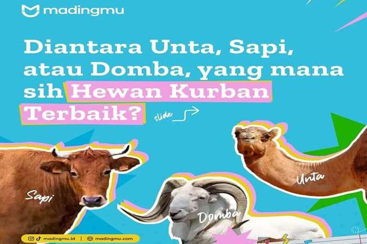 Idul Adha 2024: Diantara Unta, Sapi, atau Domba, yang Mana Hewan Kurban Terbaik? Cek Pendapat 4 Imam!