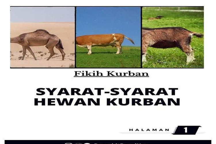 Idul Adha 1445 H: Sahabat GenMuslim Mau Kurban? Jangan Grusa Grusu Cek Syaratnya, Teliti Sebelum Membeli!