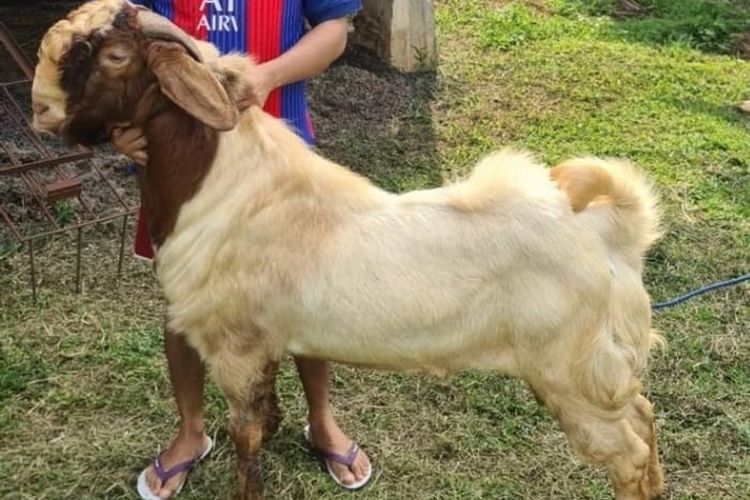 Hukum Daging Hewan Kurban Yang Dianulir Nabi Muhammad Saw! Dari Hanya 3 Hari Menjadi Selamanya…