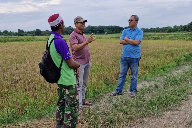 Anggota DPRD Provinsi Jambi Muhammad Nasir Tinjau Persawahan Padi di Olak Kemang