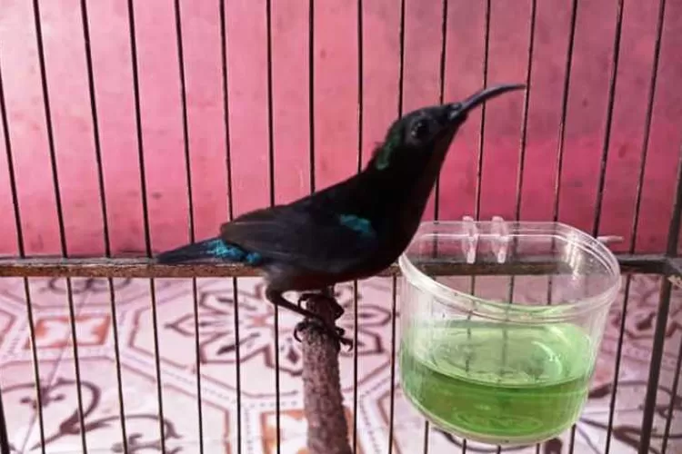 burung kolibri ninja