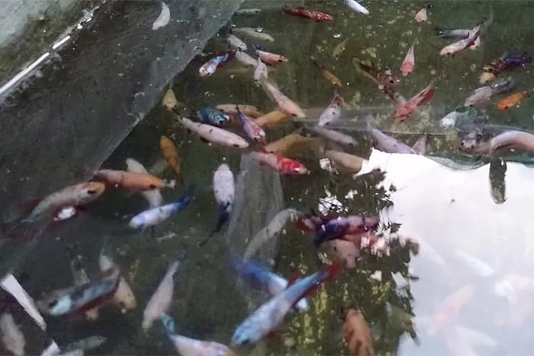 Ikan cupang remaja saat masih di kolam. Penting mengetahui biaya produksi ikan cupang untuk menentukan harga jual. (Yusuf RH Saputro)