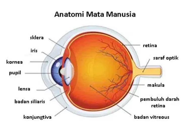 Struktur Anatomi Dan Bagian Bagian Mata Manusia Beser