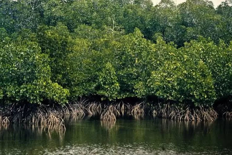 Ilustrasi Mangrove
