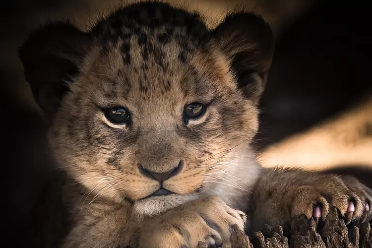 Klasifikasi Pada Kingdom Animalia Dan Karakteristik - Harian Haluan