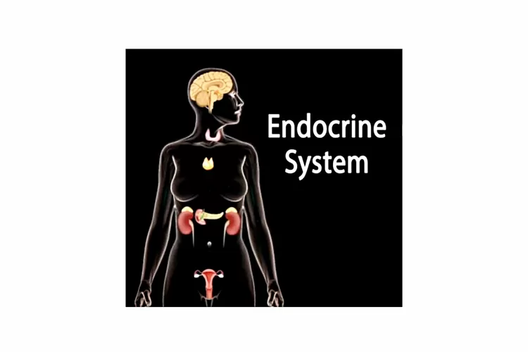Sistem Endokrin Atau Hormon Pada Manusia - Harian Haluan