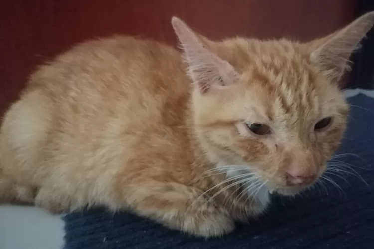 Ilustrasi: ciri-ciri kucing sakit agar kesehatannya terjaga (Photo Yaya- / HukamaNews.com)