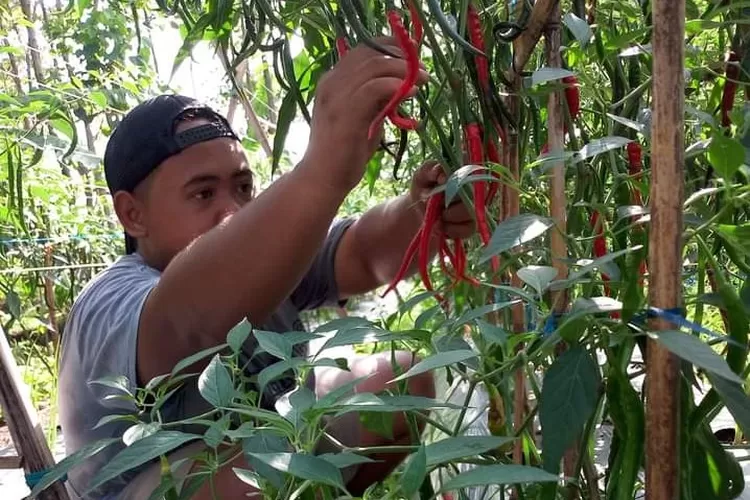 Ini Tips Mudah Berkebun Di Wilayah Perkotaan, Selain Untuk Penghijauan ...